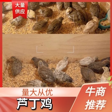 【推荐】芦丁鸡量大从优质量保证欢迎各位老板前来选购