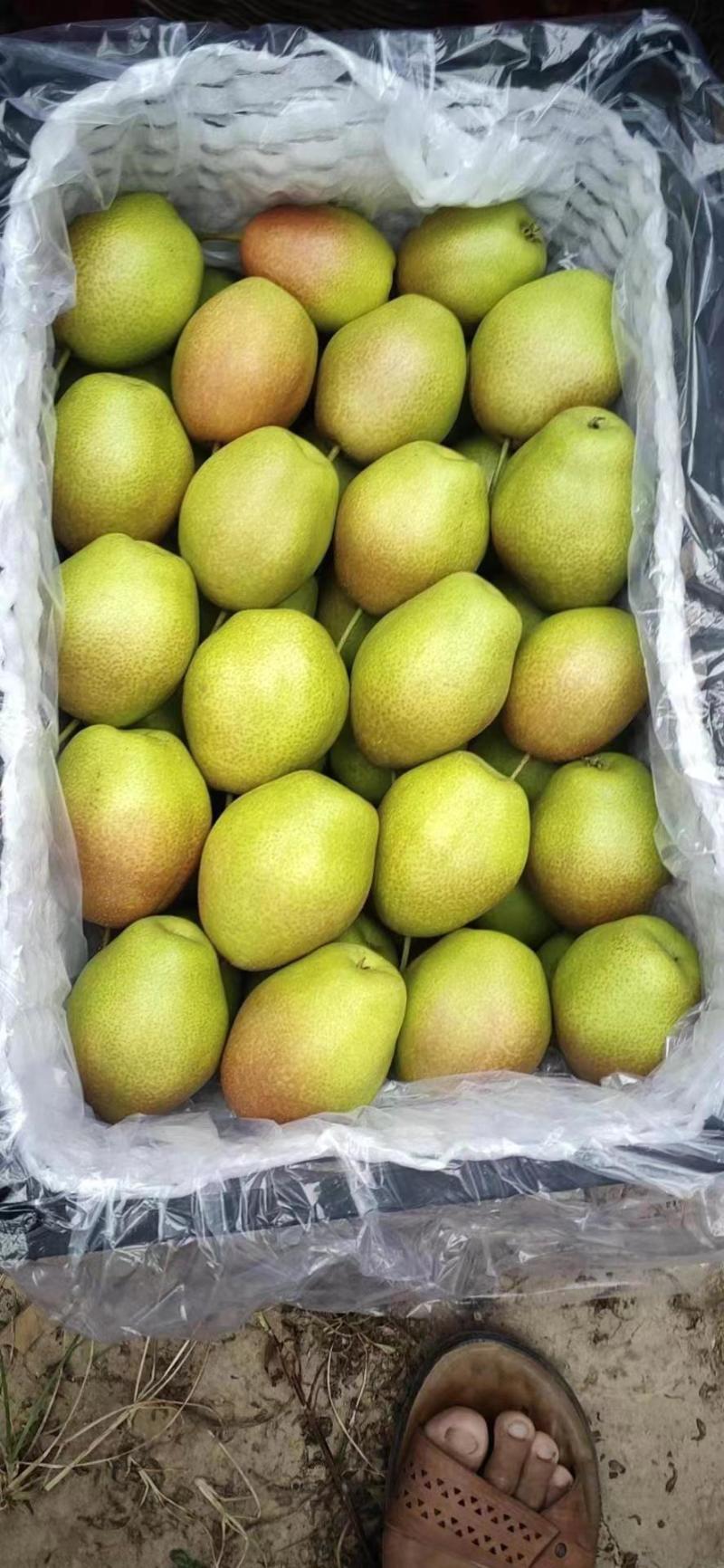 陕西红香酥脆甜可口一手货源质量保证全国代发