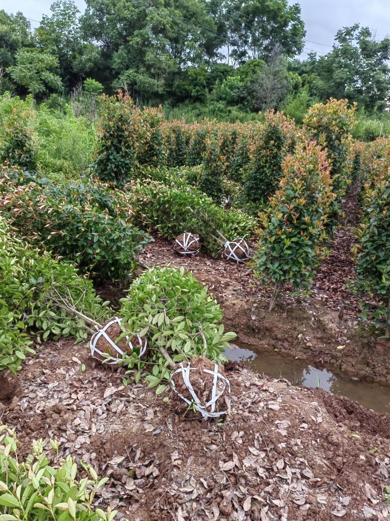 红叶石楠柱子红叶石楠苗湖南基地发货规格多样电联合