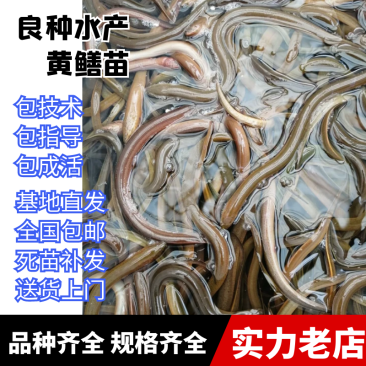 优质黄鳝苗大量供应,售后服务全程技术跟踪指导。