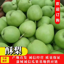 蒲城早酥梨大量上市货源充足产地直供一手货源代发全国