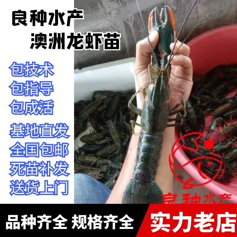 澳洲龙虾苗，提供养殖技术，售后服务全程l跟踪