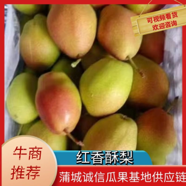 【实力】蒲城冷库红香酥梨/电商货，商超货市场货量大。