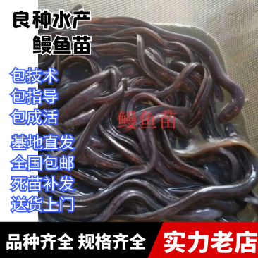 良种鳗鱼苗,优质鳗鱼苗花鳗南美鳗鱼苗,提供养殖技术白鳝苗