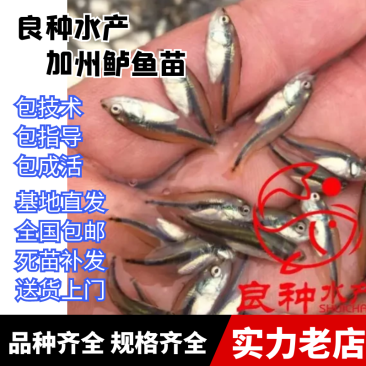 春节正常发货优质加州鲈鱼苗，大口黑鲈优鲈三号