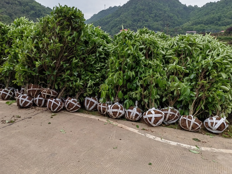 冬青柱子，冬青树绿化苗基地供货黑土田苗成活好电联采购