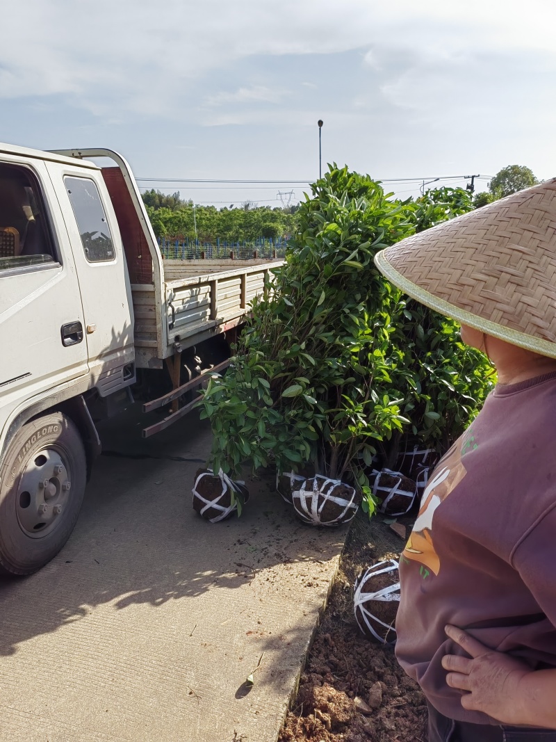 冬青柱子，冬青树绿化苗基地供货黑土田苗成活好电联采购