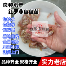 红罗非鱼苗彩红鲷罗非鱼苗各种齐全鱼苗批发