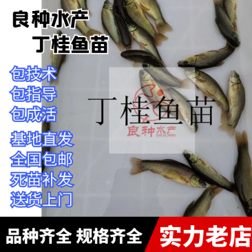 人工养殖基地丁桂鱼苗高品质丁桂鱼种苗批发报价良种水产