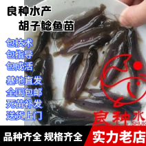 三黄塘虱鱼苗塘角鱼苗塘虱鱼苗胡子鲶提供技术指导