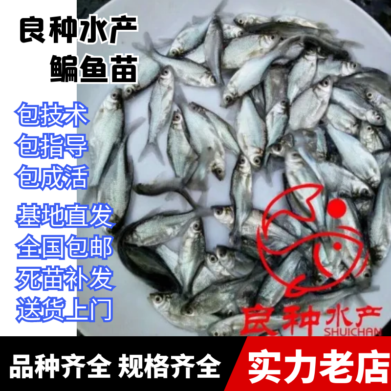 武昌鱼苗，三鳊边鱼苗售后服务全程跟踪指导