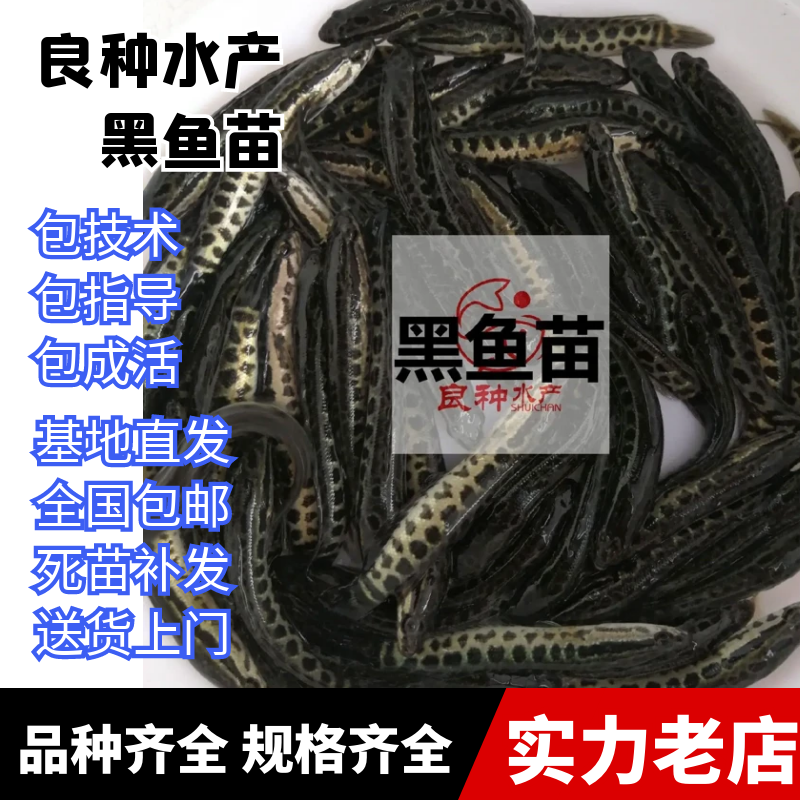 杂交黑鱼苗全国批发生鱼财鱼可提供黑鱼苗养殖技术