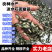 淡水石斑鱼苗,售后服务全程跟踪指导花斑鱼苗活体供应价格