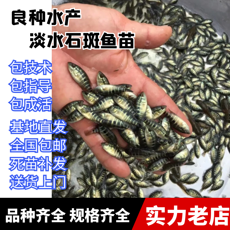 淡水石斑鱼苗，售后服务全程跟踪指导花斑鱼苗活体供应价格