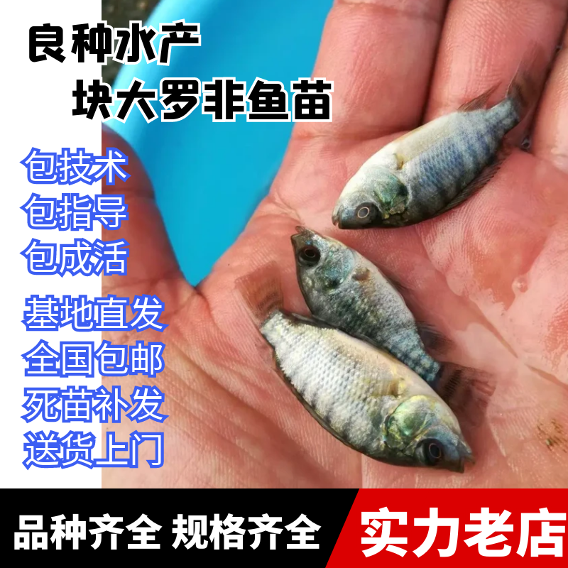 快大罗非鱼苗广东罗非鱼苗各种规格罗非水花罗非鱼苗