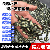 淡水石斑鱼苗珍珠老虎石斑鱼苗花斑鱼苗出售养殖技术指导