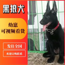 山东黑狼犬欢迎各位老板前来采购欢迎合作直销