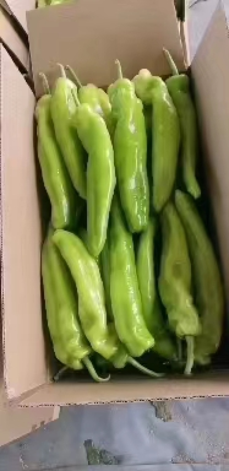 【热卖】辽宁精品尖椒青皮牛角椒大量上市中基地直供电商货源充足