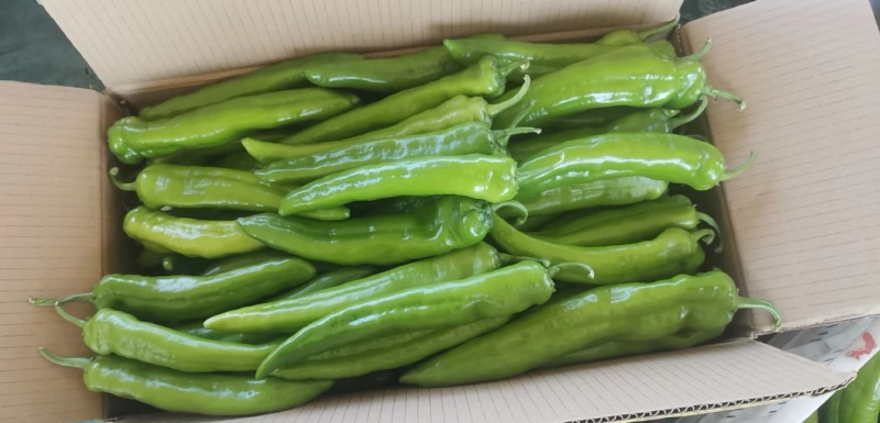 【热卖】辽宁精品尖椒青皮牛角椒大量上市中基地直供电商货源充足