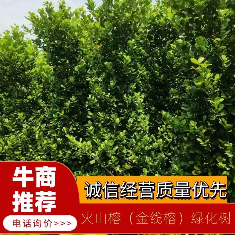 广东佛山汶凤园艺火山榕树，绿化树木种植欢迎采购