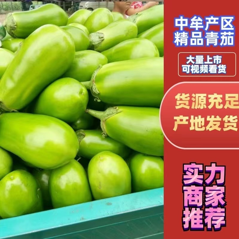 实力供货青茄子河南郑州万亩基地代发全国各地欢迎咨询