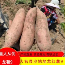 大名县沙土地红薯地瓜龙薯9产地直供发各大市场供电商平台