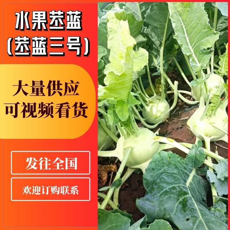 坝上苤蓝上市中七月十日至九月三十日