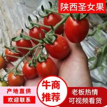 红玲圣女果，小番茄，陕西圣女果产地直发量大从优欢迎采购