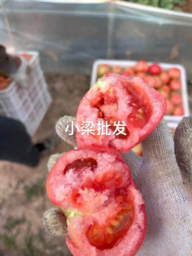 【实力推荐】张家口313西红柿大量供应保质保量价格来电详谈