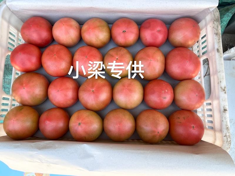 【实力推荐】张家口313西红柿大量供应保质保量价格来电详谈