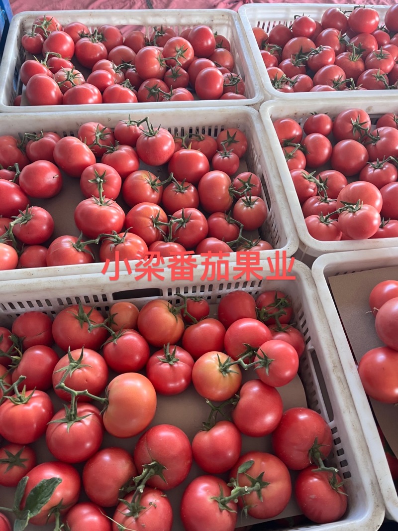 【实力推荐】张家口313西红柿大量供应保质保量价格来电详谈