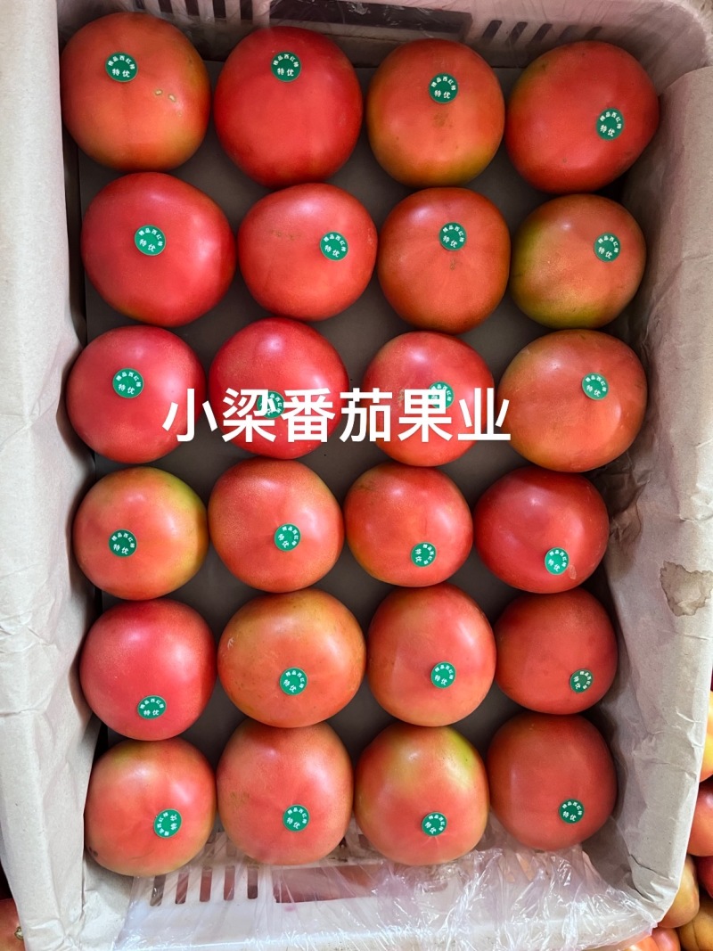 【实力推荐】张家口313西红柿大量供应保质保量价格来电详谈
