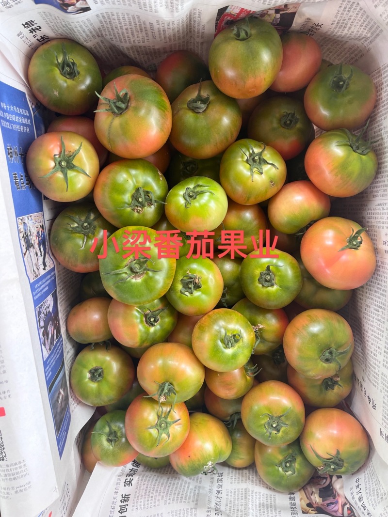 【实力推荐】张家口313西红柿大量供应保质保量价格来电详谈