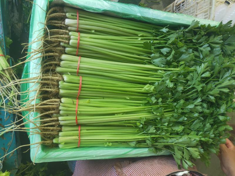甘肃定西精品毛芹无空心品质好产地现采专人打包装车