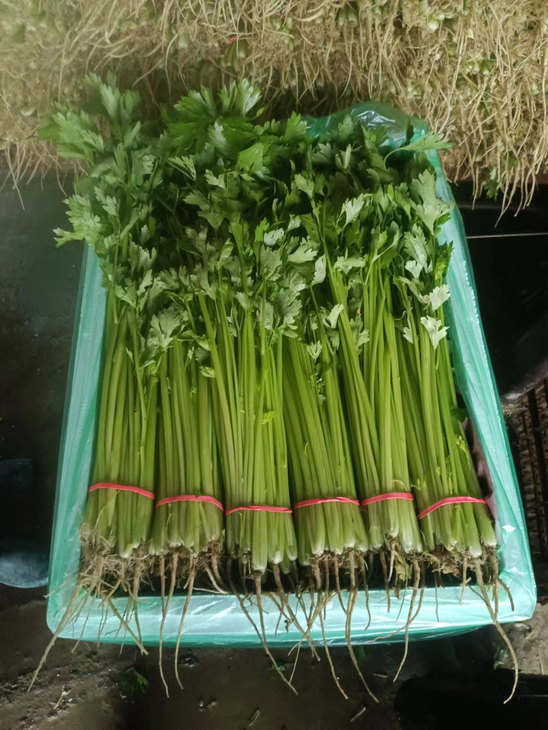 甘肃定西精品毛芹无空心品质好产地现采专人打包装车