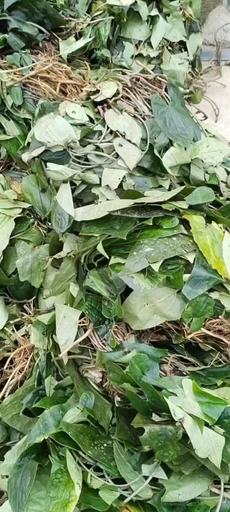 云南河口中草药细辛干货无硫农家自晒快递发货欢迎联系
