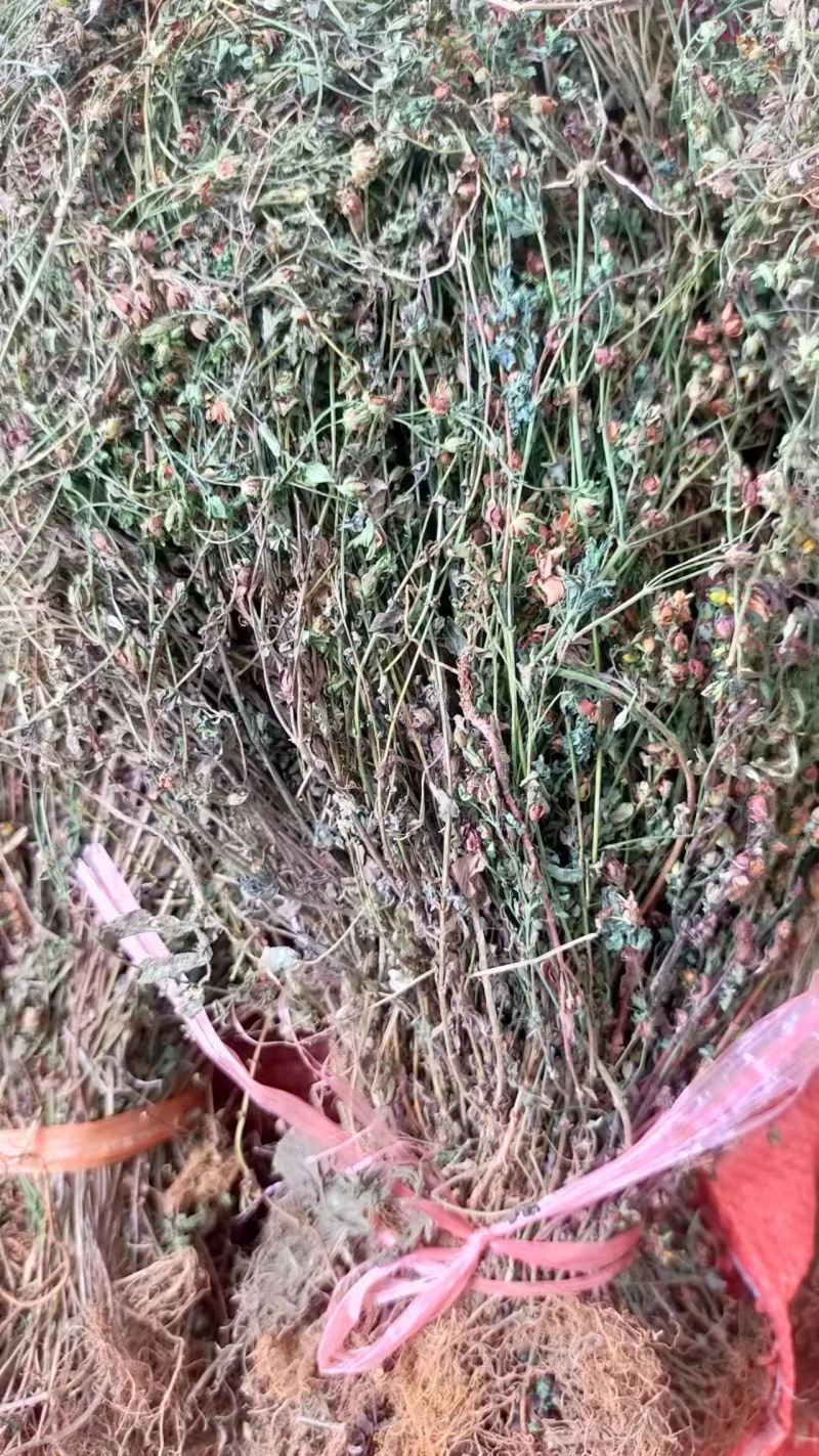 云南本地野生田基黄无硫***地耳草黄花草一手货源