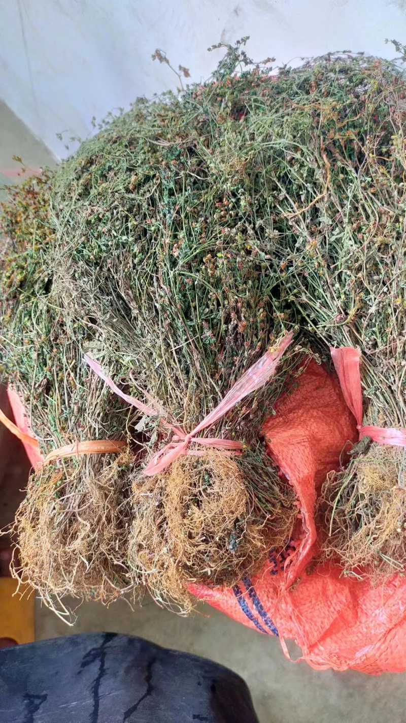 云南本地野生田基黄无硫***地耳草黄花草一手货源