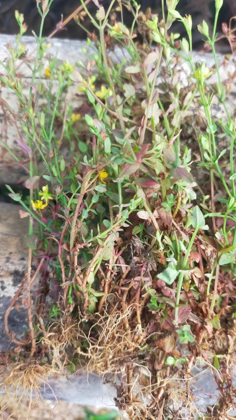 云南本地野生田基黄无硫***地耳草黄花草一手货源