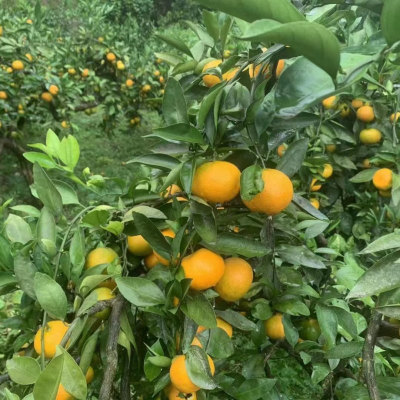 四川高山蜜桔，皮薄肉红水分充足，地里看货议价，现摘现装。