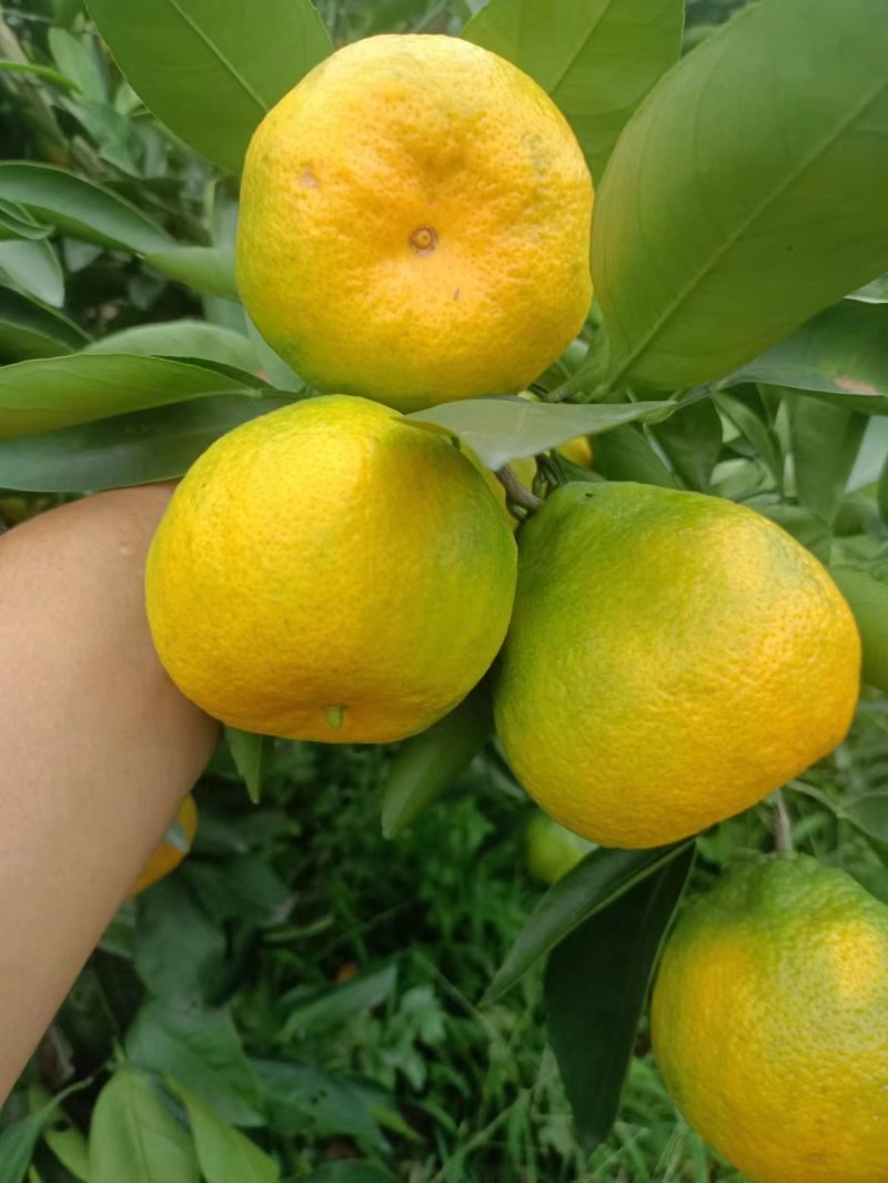 四川高山蜜桔，皮薄肉红水分充足，地里看货议价，现摘现装。