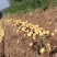 沃土5号河北围场土豆产地现挖现发规格多样量大从优欢迎采购