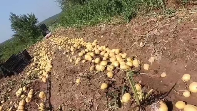 希森土豆，沃土5号黄心土豆，河北围场土豆，产地直发，电联