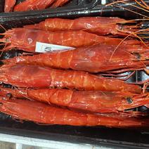 【视频】广西对虾北海红魔虾产地直发全国市场欢迎订购