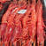 【视频看货】广西对虾北海红魔虾产地直发全国市场欢迎订购