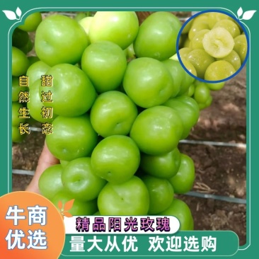 精品葡萄【阳光玫瑰】现摘现发皮薄多汁口感甘甜来电优惠
