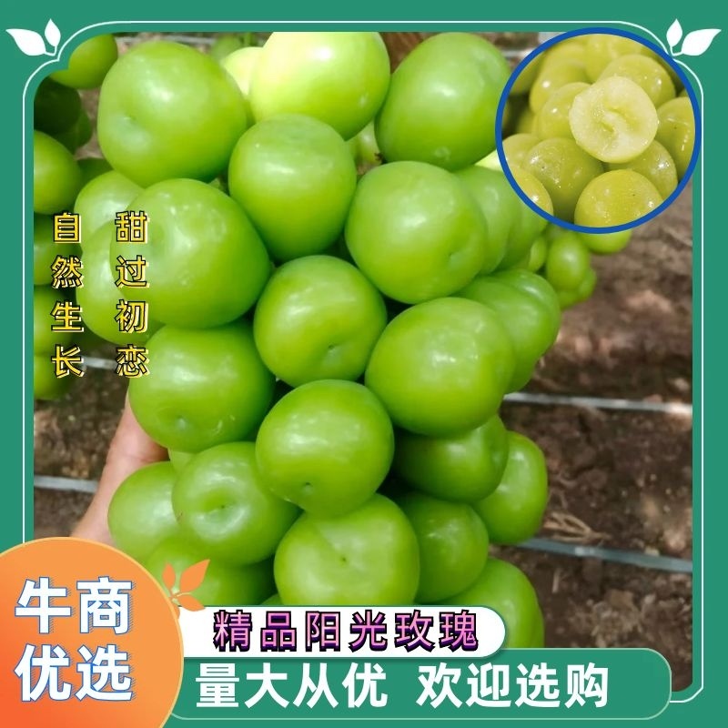 精品葡萄【阳光玫瑰】现摘现发皮薄多汁口感甘甜来电优惠