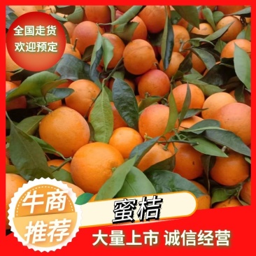 四川高山蜜桔，皮薄肉红水分充足，地里看货议价，现摘现装。