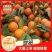 四川高山蜜桔，皮薄肉红水分充足，地里看货议价，现摘现装。