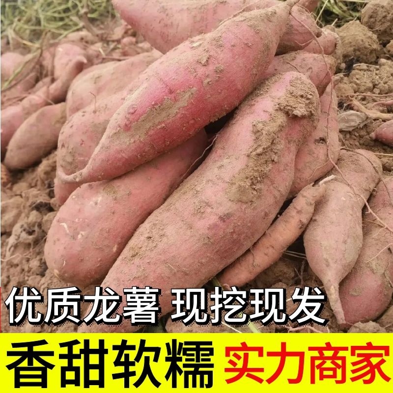 【红薯】宜城精品龙薯黄心蜜薯对接全国市场电商商超